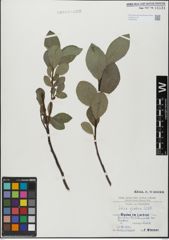 Foto von Salix glabra Scop.